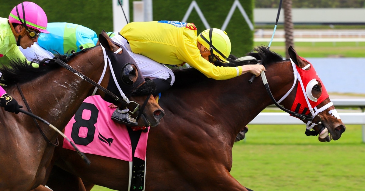A bay horse winning a race at Gulfstream.