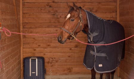 A bay racehorse wearing a blanket, waiting in a tie stall.