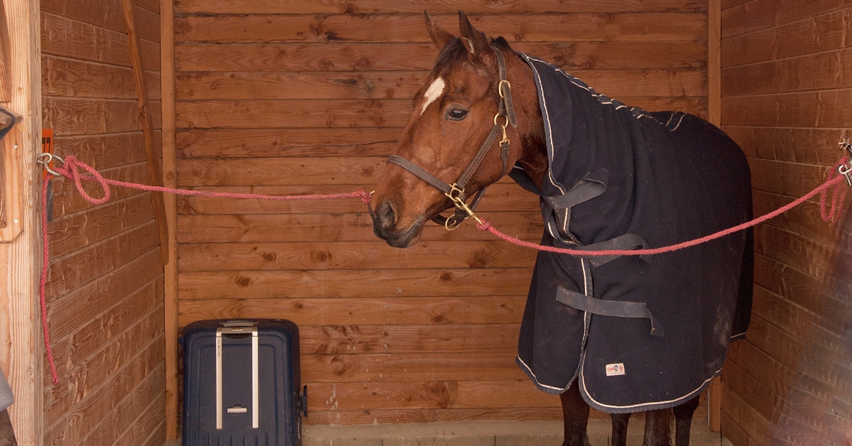 A bay racehorse wearing a blanket, waiting in a tie stall.