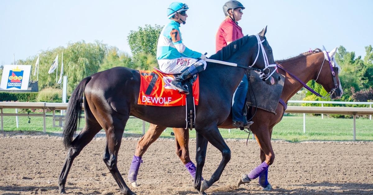 A pony rider leading a racehorse to the gate at Fort Erie.