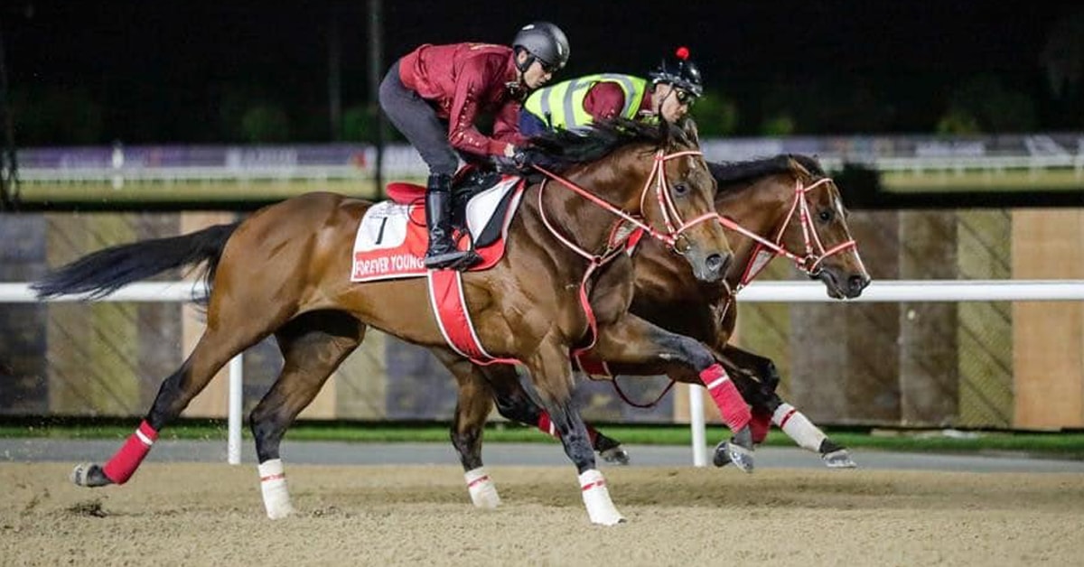 A pair of bay racehorses working out in Dubai.
