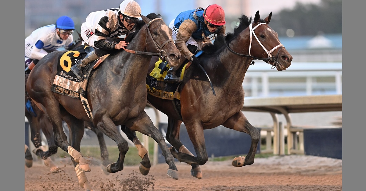 A group of horses racing at Gulfstream.