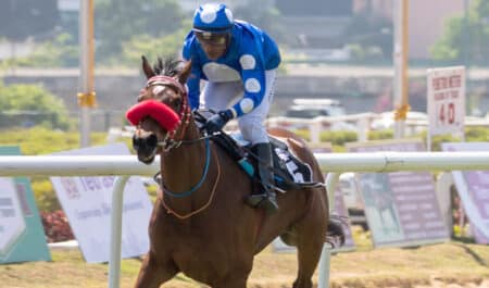 A jockey with blue-and-white silks galloping a racehorse.