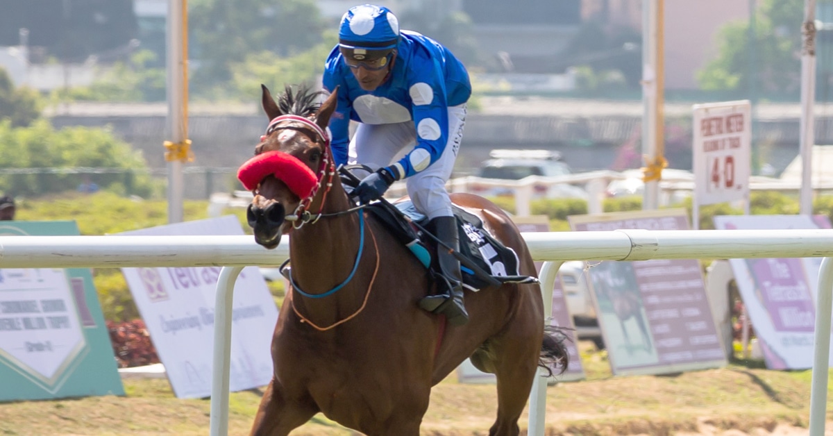 A jockey with blue-and-white silks galloping a racehorse.