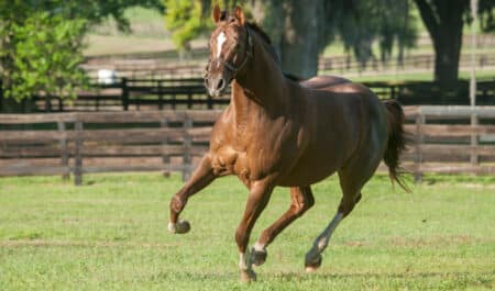 A chestnut stallion running in a paddock.