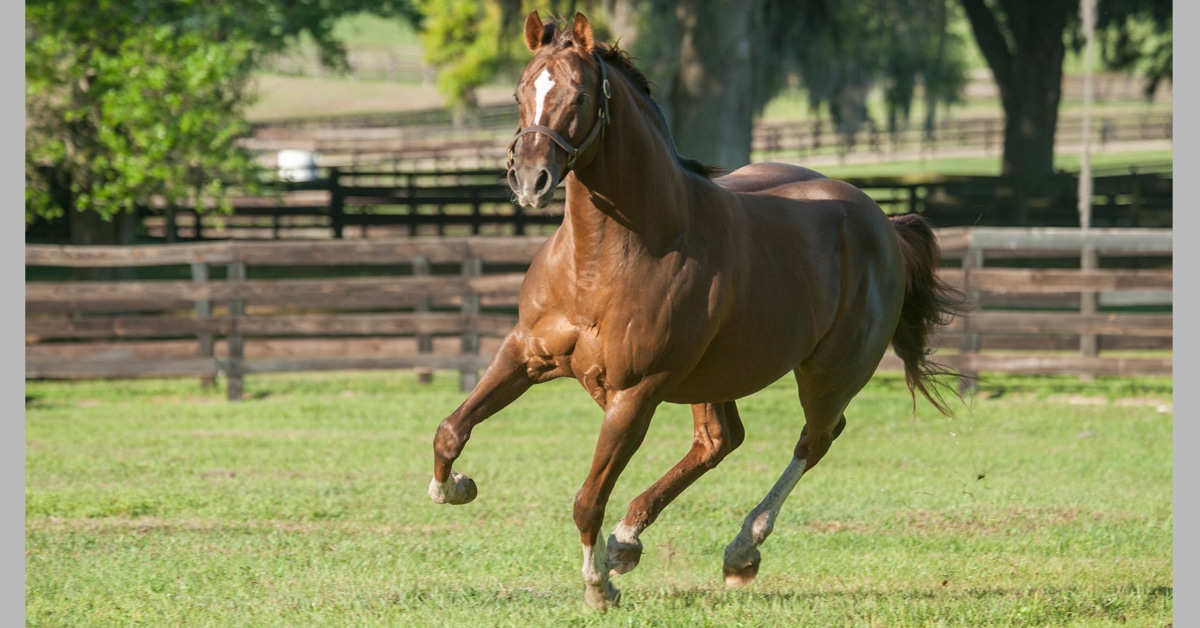 A chestnut stallion running in a paddock.