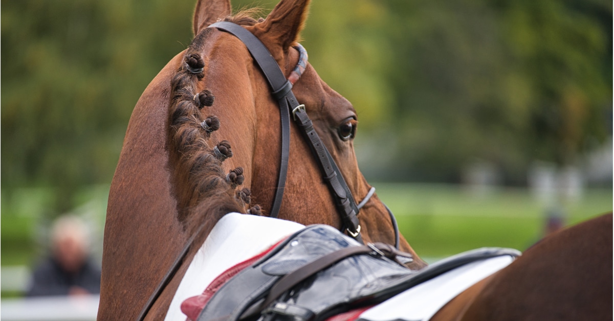 A racehorse looking off into the distance in a race paddock.