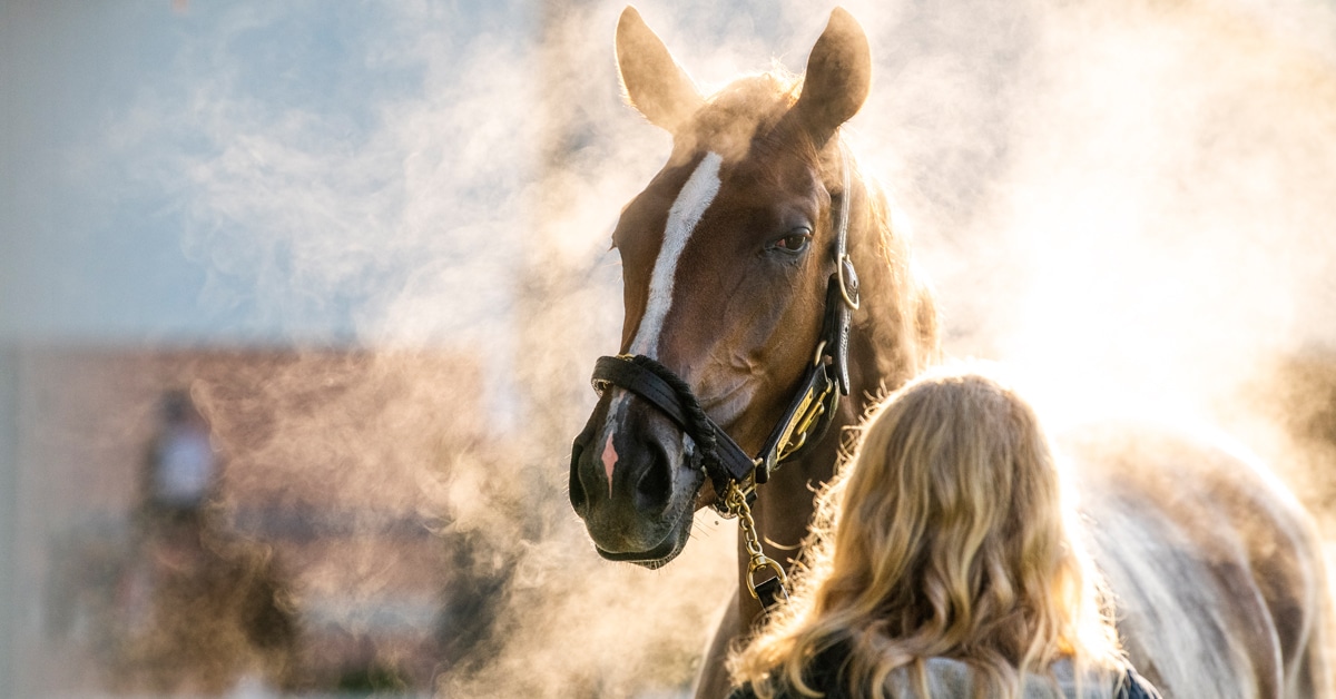 A steaming thoroughbred being cooled by a backstretch worker.
