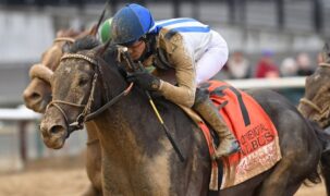 A bay horse winning a race at Aqueduct.
