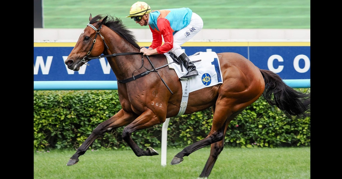 A bay horse winning a race at Sha Tin.