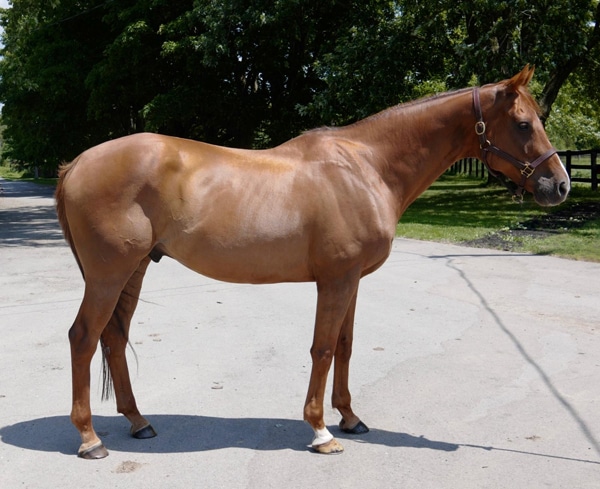 A conformation shot of a chestnut horse.