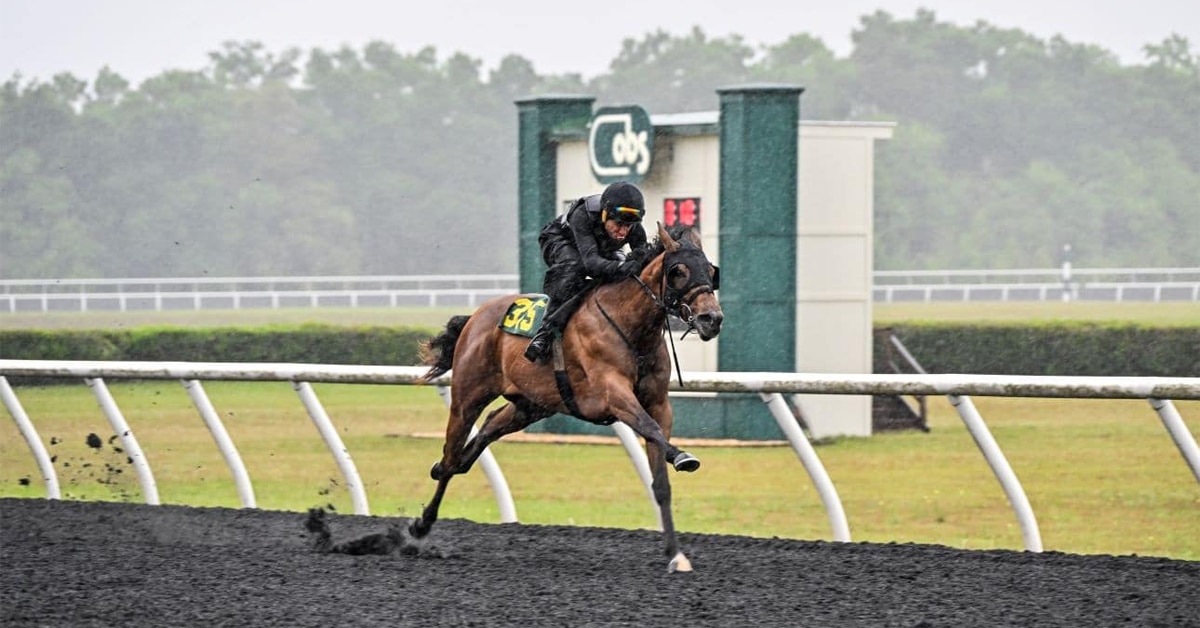 A young racehorse galloping on the track.