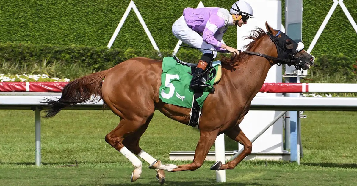 A chestnut mare winning a race at Gulfstream,