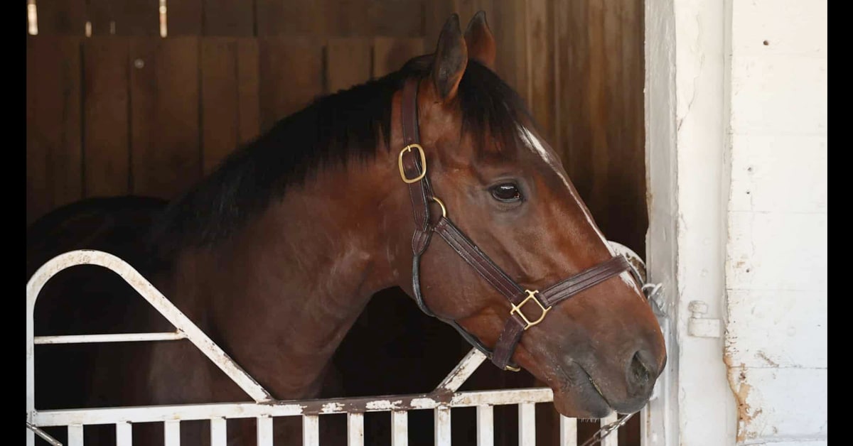A bay horse looking out of his stall at the track.