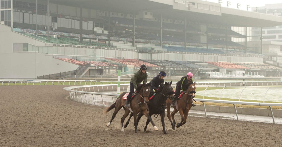Horses working in the fog at Woodbine.