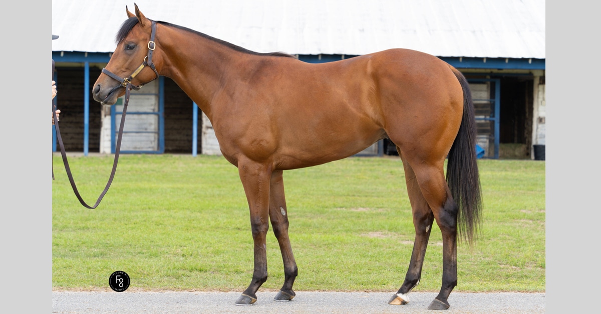 A conformation shot of a bay colt.