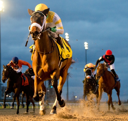 Horses racing at Woodbine.