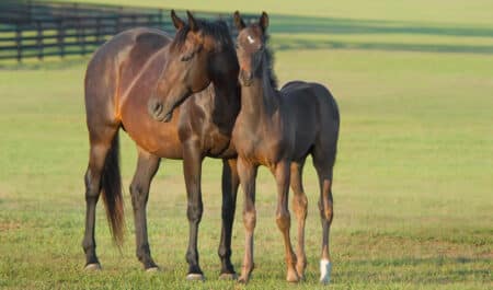 A broodmare and foal standing in a pasture.