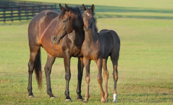 A broodmare and foal standing in a pasture.