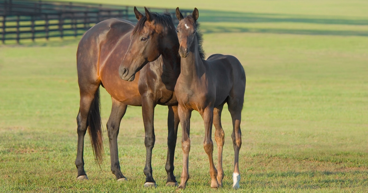 A broodmare and foal standing in a pasture.