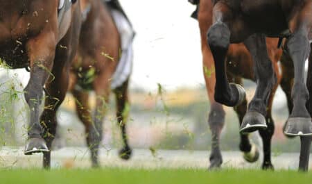 A close-up of thoroughbreds' legs while racing.