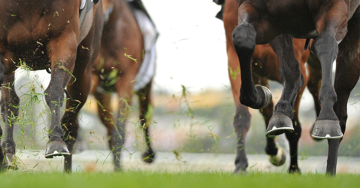 A close-up of thoroughbreds' legs while racing.