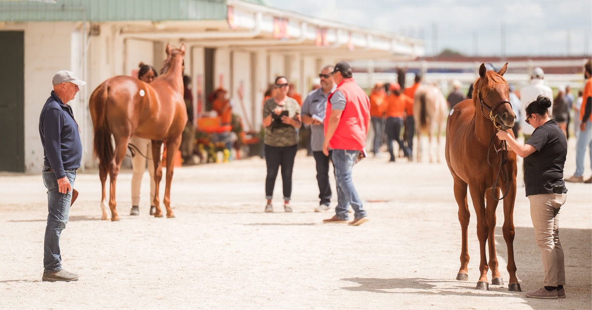 A group of buyers and sellers at at Thoroughbred sale.