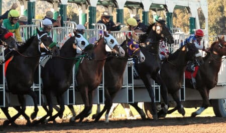 Horses leaving the gate at a racetrack.