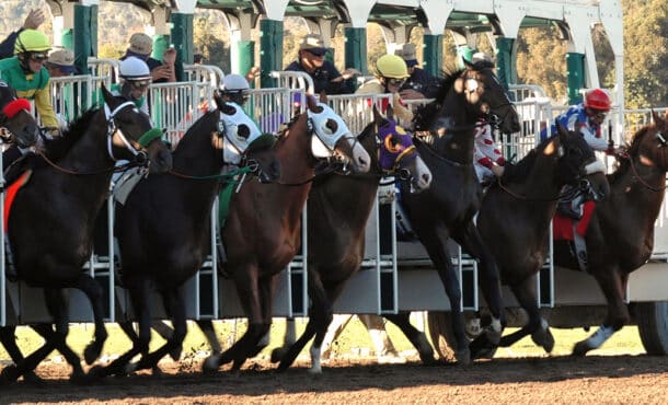Horses leaving the gate at a racetrack.