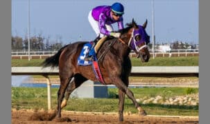 A bay mare being galloped at Century Mile.