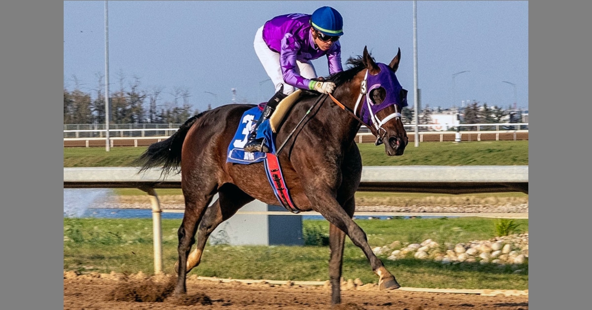 A bay mare being galloped at Century Mile.