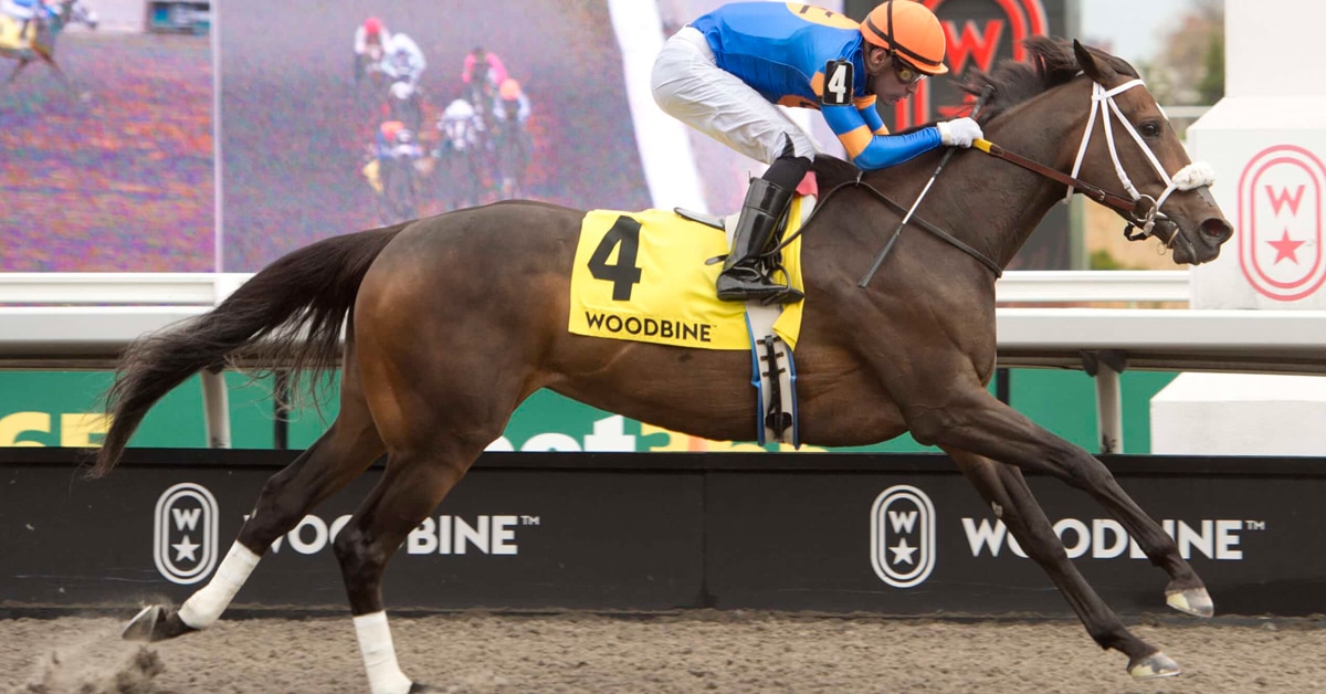 A bay mare winning a race at Woodbine.