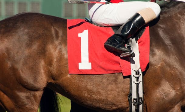 A close-up of the side of a racehorse.
