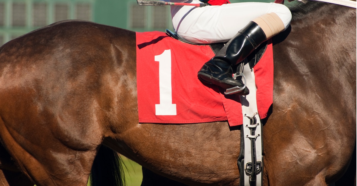A close-up of the side of a racehorse.