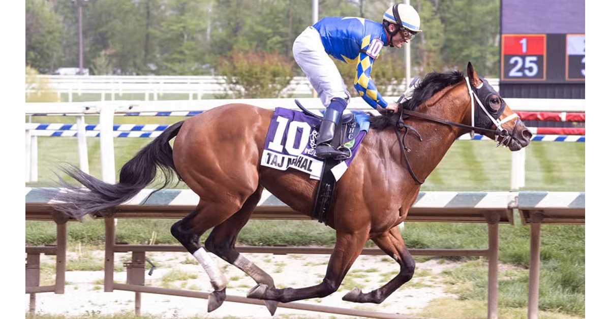 A bay horse racing at Laurel Park.