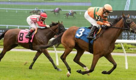 A one-eyed bay horse winning a race at Woodbine.