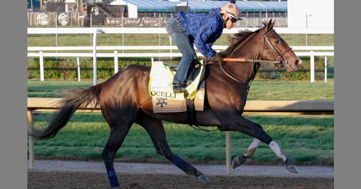 A bay racehorse being exercised on a racetrack.