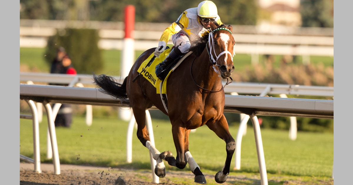A bay horse winning a race at Woodbine.