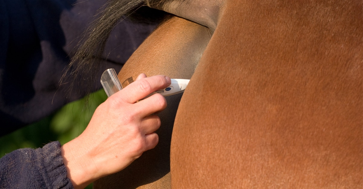 A rectal digital thermometer being inserted.