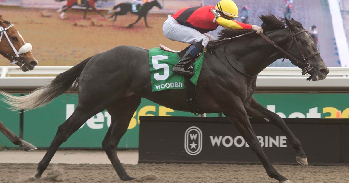 A dark bay horse winning a race at Woodbine.
