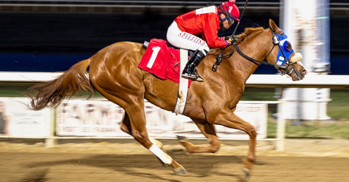 A chestnut horse racing at Century Mile.