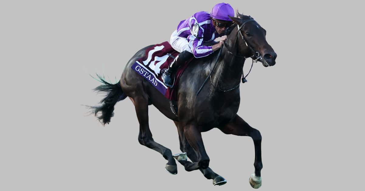 A dark bay racehorse and jockey.