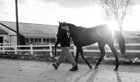 Black and white image of a man leading a horse on the Woodbine backstretch.