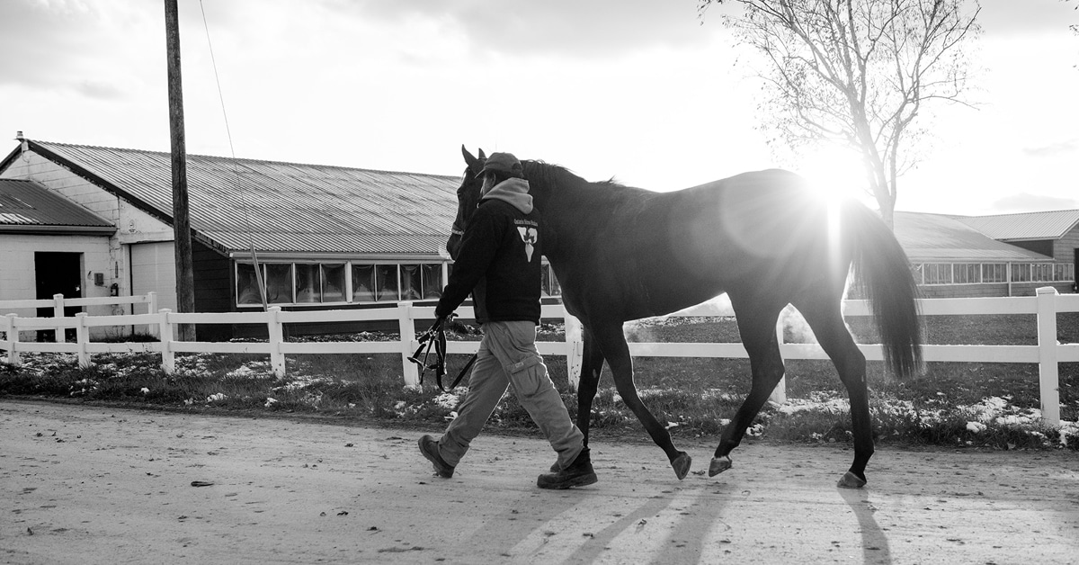 Black and white image of a man leading a horse on the Woodbine backstretch.