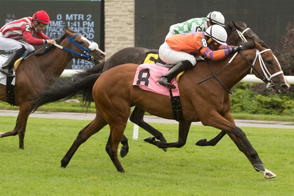 Horses racing at Woodbine.