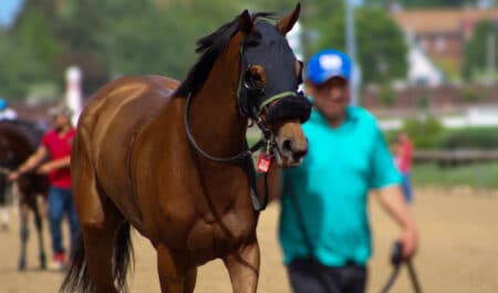 A man leading a Thoroughbred down the track at the races.