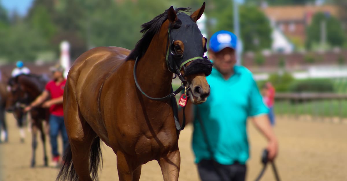 A man leading a Thoroughbred down the track at the races.