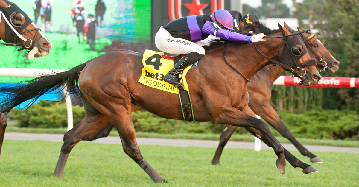 Horses racing on the turf at Woodbine.