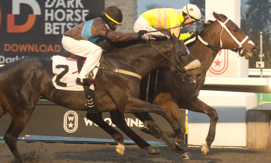 Horses racing to the finish line at Woodbine.