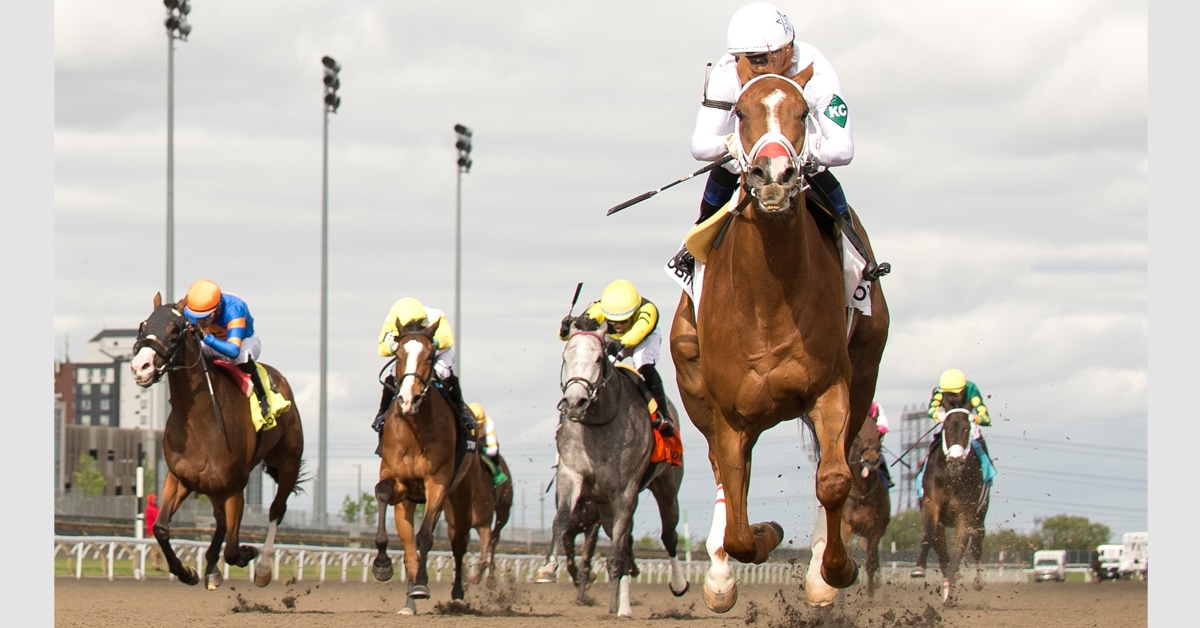 Head-on shot of horses racing at Woodbine.